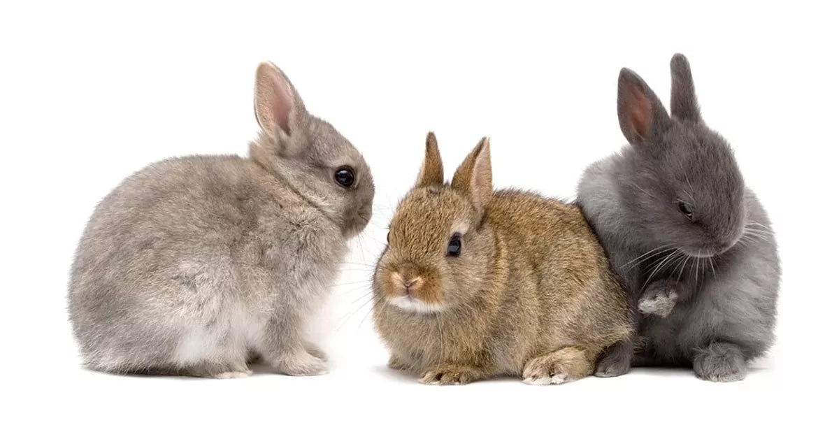 Netherland Dwarf rabbit