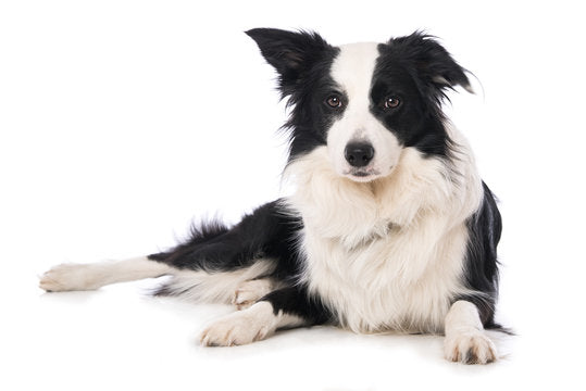 border collie