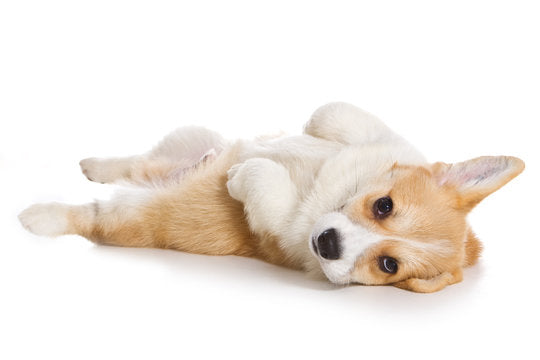 Corgi
