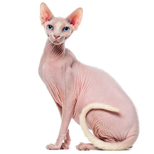 Sphynx