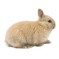 Netherland Dwarf rabbit