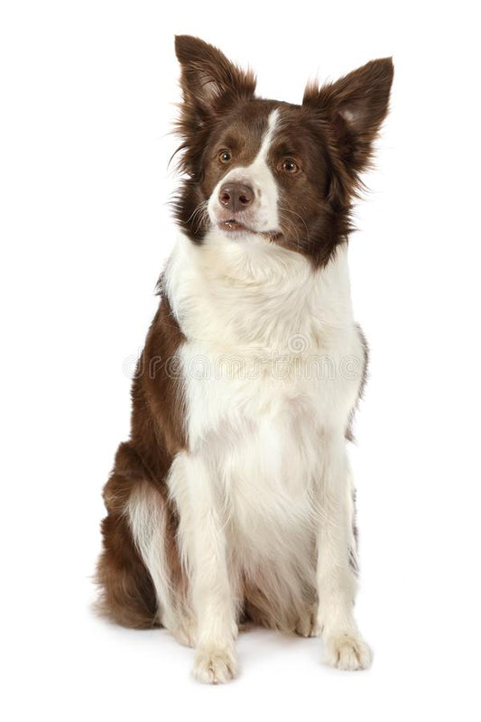 border collie