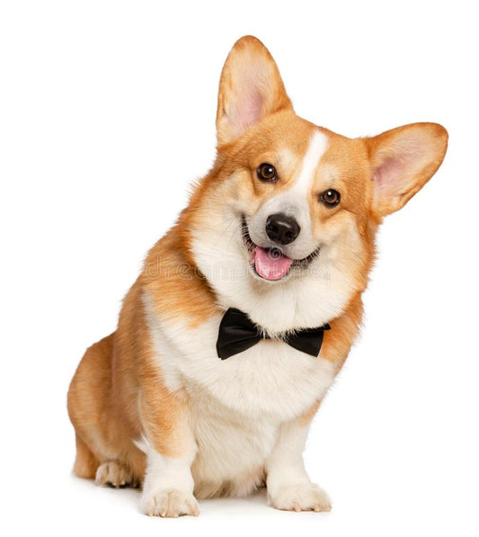 Corgi