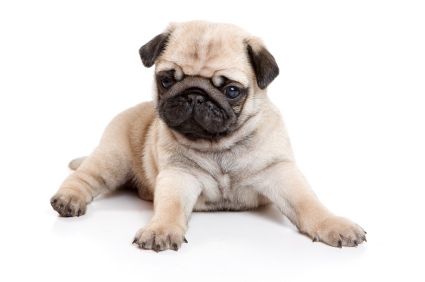 Pug