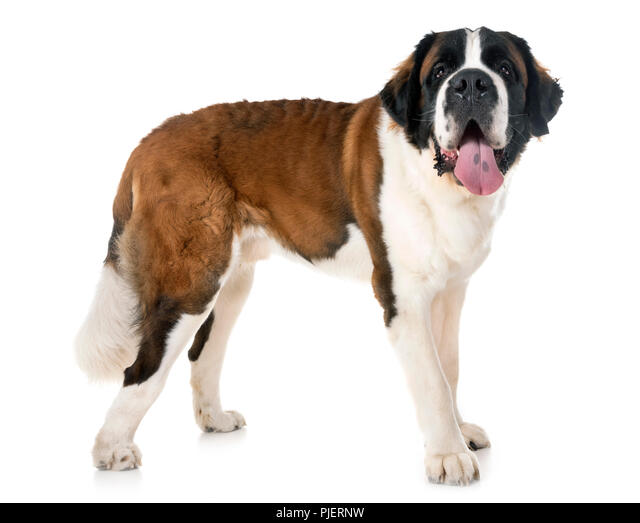 Saint Bernard
