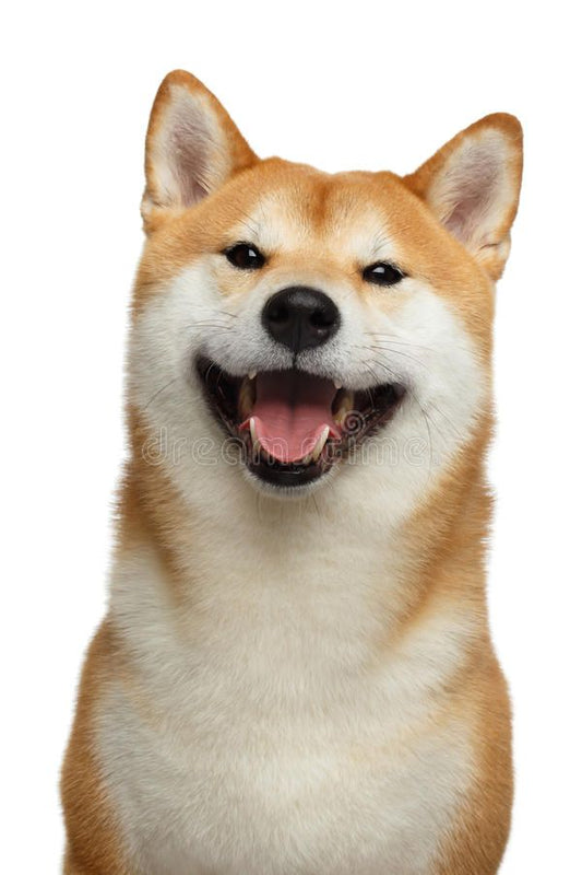 Shiba