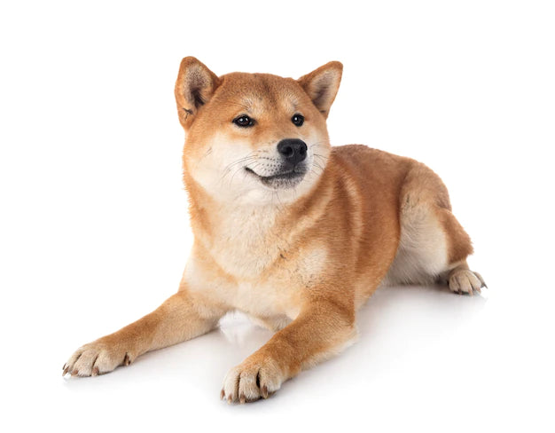 Shiba